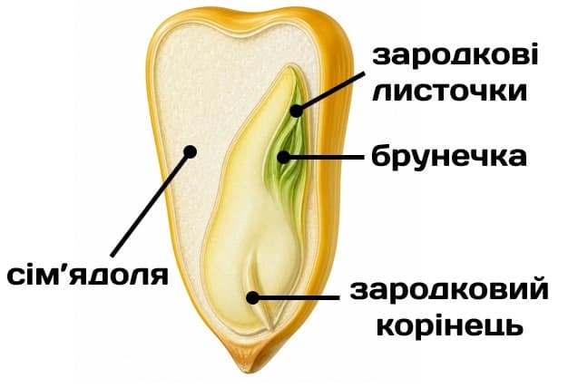 Ілюстрація до завдання 12